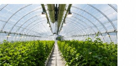 Inside a Borovita polytunnel