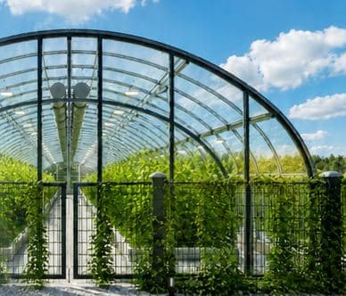 Borovita polytunnel